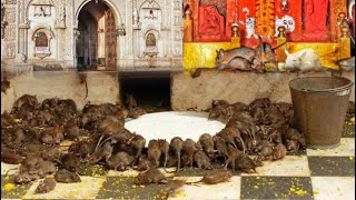 Chuho Wala  Mandir Karni Mata Rajsthan #viralvideo #viralvideo #viralvideo #viralvideo #viralvideo