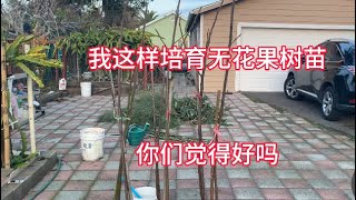 无花果这样育苗，你们觉得可以吗#北加州地区后院种植分享