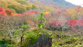 佐渡の紅葉が終わりそうなので最後に紅葉山へ見に行ってきました。