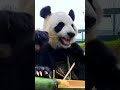 大熊猫为什么吃竹子，还怎么胖？见说明 why do pandas eat bamboo 熊猫吃播 食铁兽 panda