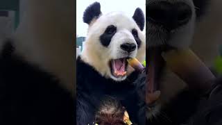 大熊猫为什么吃竹子，还怎么胖？见说明 | Why do pandas eat bamboo? #熊猫吃播 #食铁兽 #panda