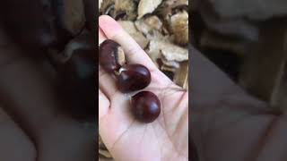 เก็บเกาลัด #เกาลัด #castagne #etna #chestnut #chestnuts #เข้าป่า #ภูเขา