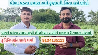 પીળા પડતા કપાસ અને કુણપની ચિંતા હવે છોડો કૃષિ નિષ્ણાત -9104135113