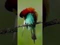 adorable merops apiaster cutest moments of a bee eater bird merops apiaster bird colourful birds