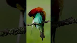 Adorable Merops Apiaster- Cutest Moments of a Bee-Eater Bird | Merops Apiaster bird |Colourful birds