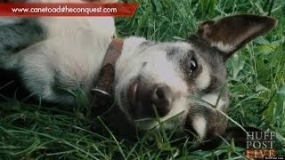 Dog Licks Toad, Gets High