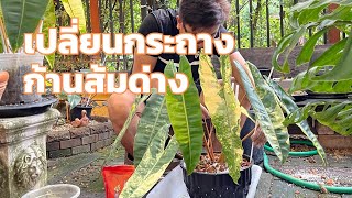 เปลี่ยนกระถางก้านส้มด่าง | PhilodendronBillietiaeVariegated