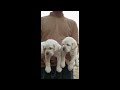 top quality labrador puppies for sale in telugu 7661048687 aj pets