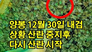 양봉 12월 30일 내검 상황 산란 중지후 다시 산란 시작