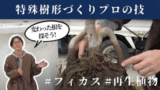 【衝撃】本当の植物の姿！フィカスの根っこを掘って特殊樹形をつくる。