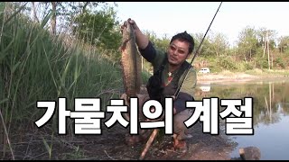 가물치의 계절 #홀리피셔맨 #윤혁 #snakehead