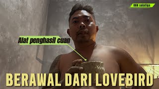 Tidak puas dengan hasil LOVEBIRD , sosok prio RHN meraup untung besar di CUCAK ROWO 😳