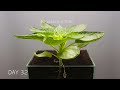 life cycle of sunflower time lapse 75 days seed to seeds