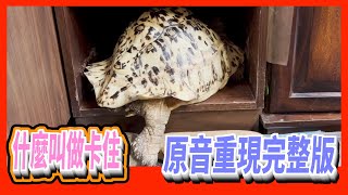 【豹龜】東非肯亞豹紋陸龜日常生活271~什麼叫做卡住 原音重現完整版~