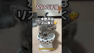 【リズム子猫】しっぽフリフリっ🎶 水飲むときについついリズムを取ってしまう保護猫が可愛い😊💓 / rescued a kitten #shorts #猫のしっぽ #かわいい猫