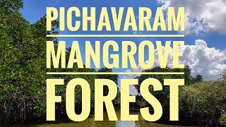 PICHAVARAM MANGROVE FOREST |  DOCUMENTARY | MANGROVE ECOSYSTEM