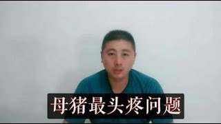 母猪养殖中让人头疼的问题，解决好此问题，猪场想不赢利都难