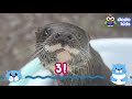 shy baby otter grows brave enough to swim animal videos for kids dodo kids baby to big