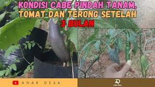 REVIEW KONDISI TERKINI CABE YANG PINDAH TANAM KETIKA SUDAH BERBUNGA