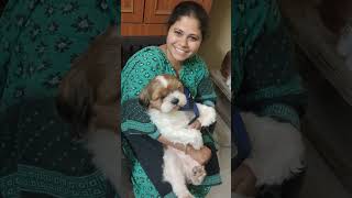 మాకు కుక్క పిల్ల  పిల్ల దీని పేరు🐶#shorts #youtubeshort #ytshorts #geethavlogs