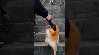 カエル飛び柴犬　 #おもしろ動画犬 #犬のいる暮らし  #柴犬