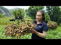 Harvesting peanuts - Making the most popular traditional roasted peanut dish | Ly Thi Tam