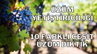 Üzüm yetiştiriciliği - Üzüm çeşitleri - Üzüm bağı - Nasıl yapılır