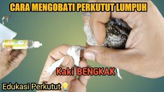 CARA MENGOBATI PERKUTUT LUMPUH,ANAKAN PERKUTUT YANG KAKINYA BENGKAK DAN LUMPUH