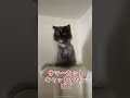 サマーカット、キャットタワー、ミヌエットのピピ❕　 ミヌエット 可愛い かわいい猫 ネコ ねこのいる生活 ねこ ねこ部 猫 猫サマーカット キャットタワー