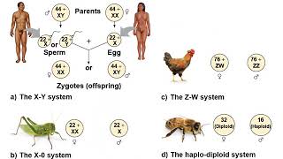 Chapter15- The Chromosomal Basis of Inheritance