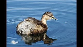 Little grebe (Tachybaptus ruficollis)  Νεροβούτης - Νανοβουτηχτάρι - Cyprus