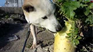 大根を丸かじりする犬