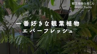 02.一番好きな観葉植物はエバーフレッシュ