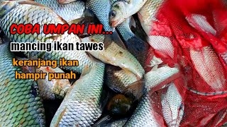 coba umpan ini... cara & trik  untuk mancing ikan tawes