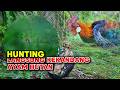 Hunting langsung kekandang ayam hutan