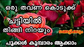 റോസിൽ വളരെ പെട്ടന്ന് മുട്ടുകൾ വരാൻ ഇത് കൊടുക്ക് /poppy vlogs