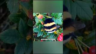 胖呼呼的熊蜂 壓彎花朵太可愛了The chubby bumblebee bending the flower is so cute.