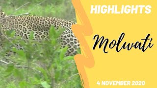 Highlights James with Molwati male leopard 4 Nov 2020