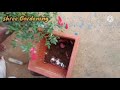 கொடி ரோஸ் நடுவது எப்படி how to pot kodi rose kodirose kodirosepotting smallrose