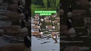 Duck husbandry / बतख पालन से मुनाफा / batak palan kaise kare / batak palan me fayada