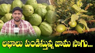 లాభాలు పండిస్తున్న జామ సాగు || Profits With Guava Crops || SumanTV Rythu