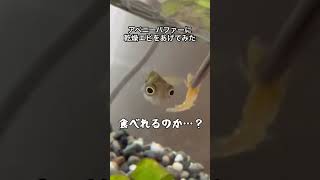 【ツンツンかわいい】アベニーパファーに乾燥エビをあげてみた🦐 #aquarium