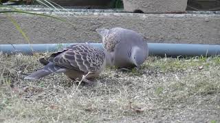 キジバトの麟太郎が庭にやって来た 令和6年12月19日