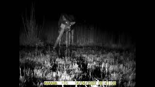 Trail camera Suntek HC-801LTE sample video in 640x480 resolution