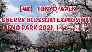 【4K】Tokyo Cherry Blossom Walk - Ueno Park