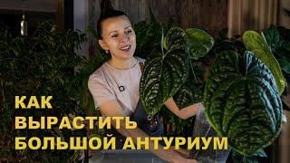 Мой рецепт ГРУНТА для АРОИДНЫХ / ПЕРЕСАДКА и уход за АНТУРИУМАМИ