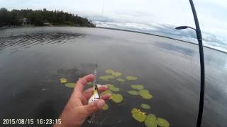 Pike fishing with topwater lure and weedless spoon! Buzz Plug \u0026 Idra Miš