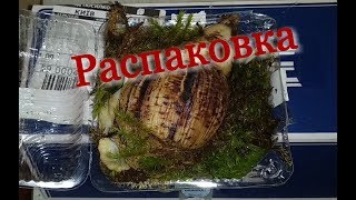 Распаковка улитки. Ахатина Ретикулята Альбино.