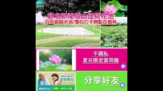 樹林河濱公園山佳荷花池｜新北新秘境！超美心形鏡面水池，打造環湖追荷小徑成都市中仙境美景！