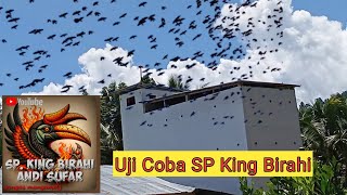 Uji Coba SP King Birahi Yang Viral di YouTube